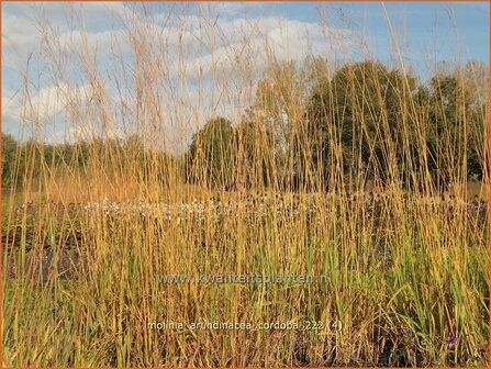 Molinia arundinacea &#039;Cordoba&#039; | Pijpenstrootje | Hohes Pfeifengras | Tall Purple Moorgrass