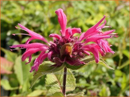 Monarda &#039;Bee-Merry&#039; | Bergamotplant, Indianennetel | Indianernessel | Beebalm