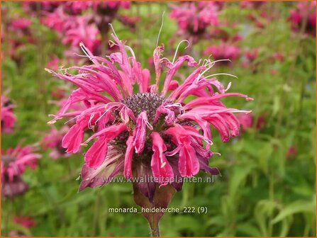 Monarda &#039;Heidelerche&#039; | Bergamotplant, Indianennetel | Indianernessel | Beebalm