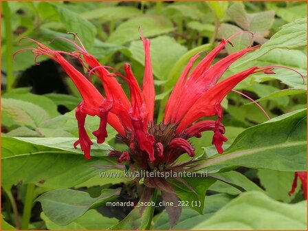 Monarda &#039;Jacob Cline&#039; | Bergamotplant, Indianennetel | Indianernessel | Beebalm