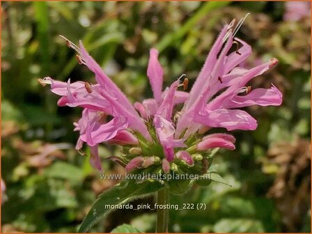 Monarda &#039;Pink Frosting&#039; | Bergamotplant, Indianennetel | Indianernessel | Beebalm