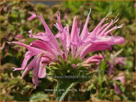 Monarda &#039;Pink Frosting&#039; | Bergamotplant, Indianennetel | Indianernessel | Beebalm