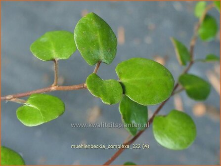 Muehlenbeckia complexa | Drahtstrauch | Wire Vine