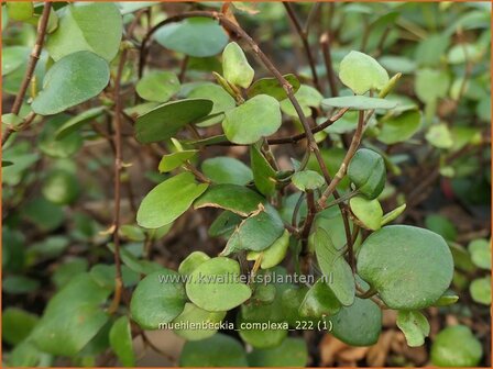 Muehlenbeckia complexa | Drahtstrauch | Wire Vine