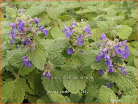 Nepeta &#039;Purple Haze&#039; | Kattenkruid | Katzenminze | Catmint