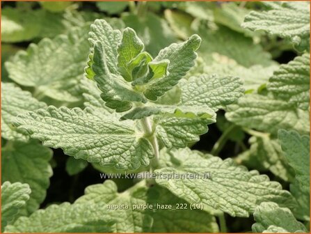 Nepeta &#039;Purple Haze&#039; | Kattenkruid | Katzenminze | Catmint