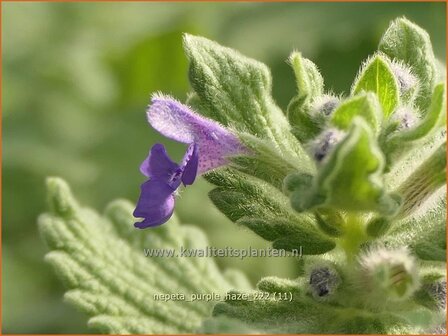 Nepeta &#039;Purple Haze&#039; | Kattenkruid | Katzenminze | Catmint