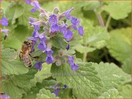 Nepeta &#039;Purple Haze&#039; | Kattenkruid | Katzenminze | Catmint