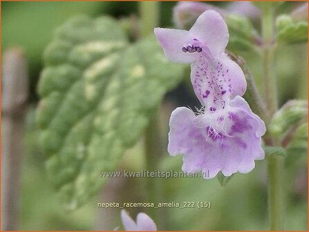 Nepeta racemosa &#039;Amelia&#039; | Blauw kattenkruid, Kattenkruid | Traubige Katzenminze | Persian CatmintNepeta racemosa &amp;#0