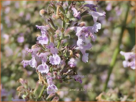 Nepeta racemosa &#039;Amelia&#039; | Blauw kattenkruid, Kattenkruid | Traubige Katzenminze | Persian Catmint