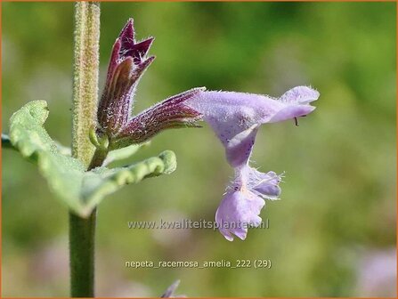 Nepeta racemosa &#039;Amelia&#039; | Blauw kattenkruid, Kattenkruid | Traubige Katzenminze | Persian Catmint