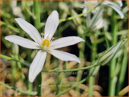 Ornithogalum ponticum 'Sochi' | Bosvogelmelk, Vogelmelk | Milchstern | Star-of-Bethlehem