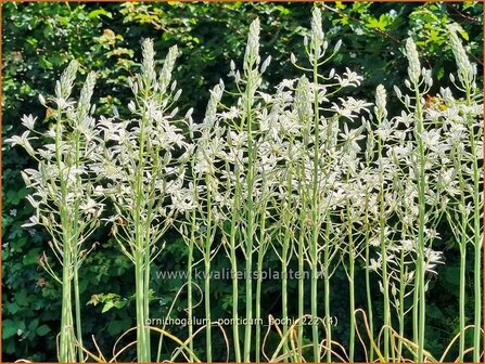 Ornithogalum ponticum 'Sochi' | Bosvogelmelk, Vogelmelk | Milchstern | Star-of-Bethlehem
