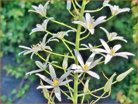 Ornithogalum ponticum 'Sochi' | Bosvogelmelk, Vogelmelk | Milchstern | Star-of-Bethlehem