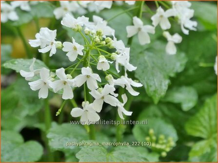 Pachyphragma macrophylla | Gro&szlig;bl&auml;ttriges Scheinschaumkraut | Thlaspi Macrophyllum