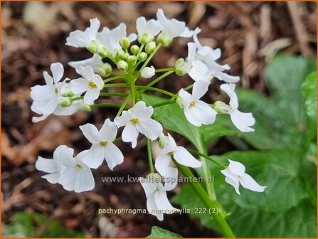 Pachyphragma macrophylla | Gro&szlig;bl&auml;ttriges Scheinschaumkraut | Thlaspi Macrophyllum