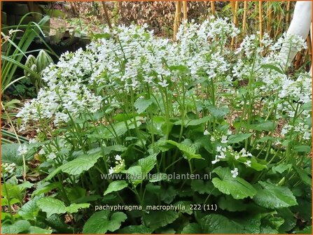 Pachyphragma macrophylla | Gro&szlig;bl&auml;ttriges Scheinschaumkraut | Thlaspi Macrophyllum