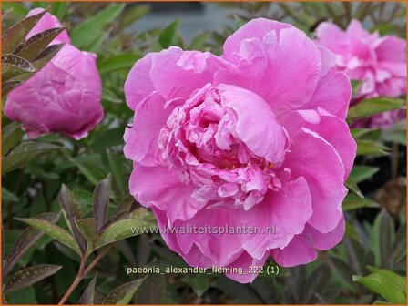 Paeonia &#039;Alexander Fleming&#039; | Pioenroos | Pfingstrose | Peony