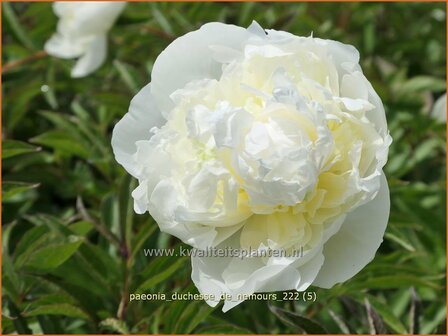 Paeonia &#039;Duchesse de Nemours&#039; | Pioenroos | Pfingstrose | Peony