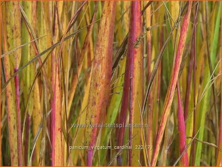 Panicum virgatum &#039;Cardinal&#039; | Vingergras, Parelgierst | Rutenhirse | Wand Panic Grass