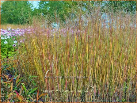 Panicum virgatum &#039;Cardinal&#039; | Vingergras, Parelgierst | Rutenhirse | Wand Panic Grass