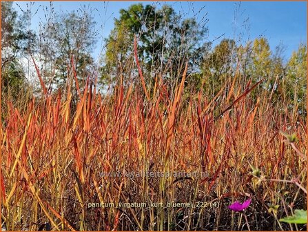 Panicum virgatum 'Kurt Bluemel' | Vingergras, Parelgierst | Rutenhirse | Wand Panic Grass