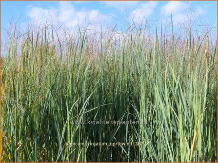 Panicum virgatum &#039;Northwind&#039; | Vingergras, Parelgierst | Rutenhirse | Wand Panic Grass