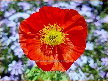 Papaver nudicaule &#039;Pop-up Mix&#039; | IJslandse papaver, Papaver, Klaproos | Island-Mohn | Iceland Poppy