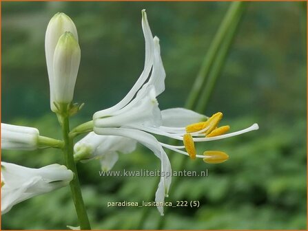 Paradisea lusitanica | Paradijslelie | Iberische Paradieslilie | St. Bruno's Lily