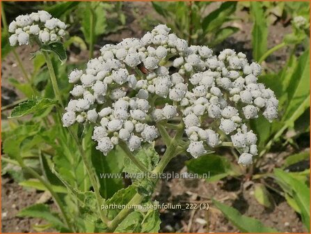 Parthenium integrifolium | Wilde kinine | Pr&auml;rieampfer | American Fever-Few