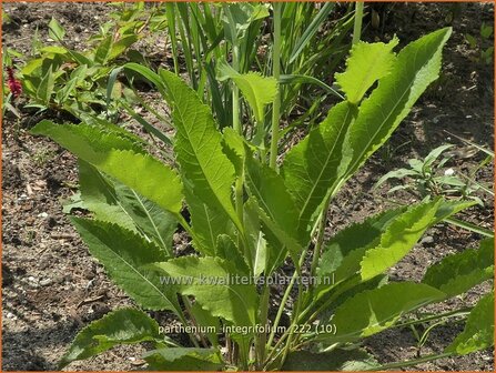 Parthenium integrifolium | Wilde kinine | Pr&auml;rieampfer | American Fever-Few