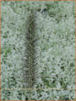Pennisetum alopecuroides &#039;Black Alvernee&#039; | Breed lampenpoetsersgras, Borstelveergras, Lampenpoetsersgras | Lampe