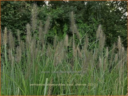 Pennisetum alopecuroides &#039;Black Alvernee&#039; | Breed lampenpoetsersgras, Borstelveergras, Lampenpoetsersgras | Lampe
