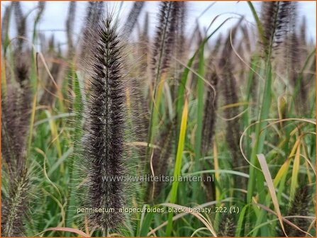 Pennisetum alopecuroides &#039;Black Beauty&#039; | Breed lampenpoetsersgras, Borstelveergras, Lampenpoetsersgras | Lampenputze