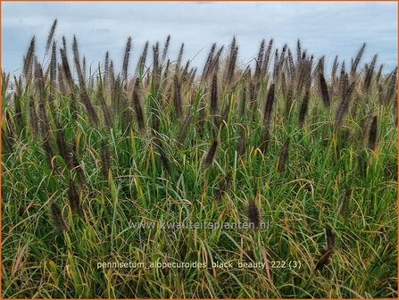 Pennisetum alopecuroides &#039;Black Beauty&#039; | Breed lampenpoetsersgras, Borstelveergras, Lampenpoetsersgras | Lampenputze