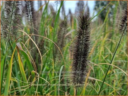 Pennisetum alopecuroides &#039;Black Beauty&#039; | Breed lampenpoetsersgras, Borstelveergras, Lampenpoetsersgras | Lampenputze