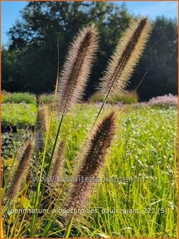 Pennisetum alopecuroides &#039;Pauls Giant&#039; | Breed lampenpoetsersgras, Borstelveergras, Lampenpoetsersgras | Lampenputzer