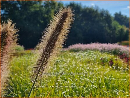 Pennisetum alopecuroides &#039;Pauls Giant&#039; | Breed lampenpoetsersgras, Borstelveergras, Lampenpoetsersgras | Lampenputzer