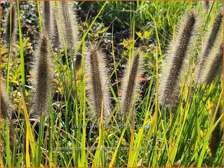 Pennisetum alopecuroides &#039;Pauls Giant&#039; | Breed lampenpoetsersgras, Borstelveergras, Lampenpoetsersgras | Lampenputzer