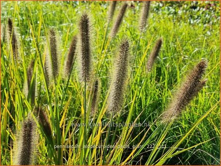 Pennisetum alopecuroides &#039;Pauls Giant&#039; | Breed lampenpoetsersgras, Borstelveergras, Lampenpoetsersgras | Lampenputzer