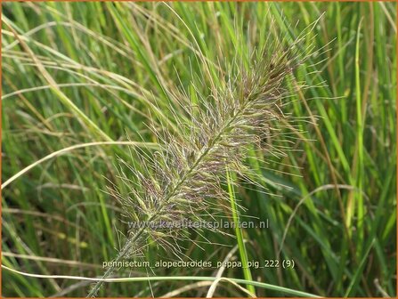 Pennisetum alopecuroides &#039;Peppa Pig&#039; | Breed lampenpoetsersgras, Borstelveergras, Lampenpoetsersgras | Lampenputzergr