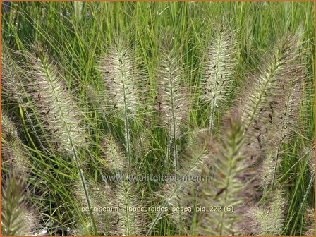 Pennisetum alopecuroides &#039;Peppa Pig&#039; | Breed lampenpoetsersgras, Borstelveergras, Lampenpoetsersgras | Lampenputzergr