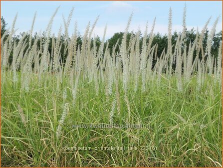 Pennisetum orientale 'Tall Tails' | Lampenpoetsersgras, Borstelveergras | Orientalisches Lampenputzergras | Oriental 