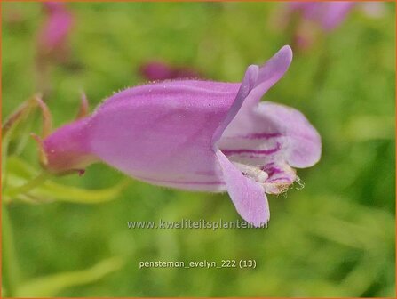 Penstemon &#039;Evelyn&#039; | Slangenkop, Schildpadbloem | Bartfaden | Beardtongue