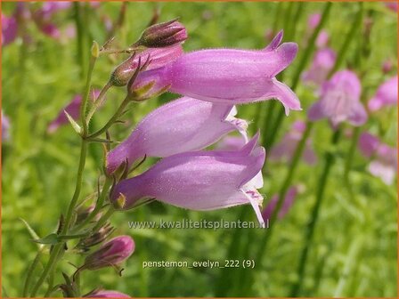 Penstemon &#039;Evelyn&#039; | Slangenkop, Schildpadbloem | Bartfaden | Beardtongue