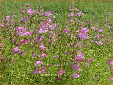 Penstemon &#039;Evelyn&#039; | Slangenkop, Schildpadbloem | Bartfaden | Beardtongue
