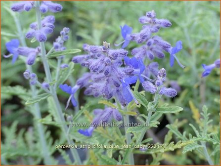 Perovskia atriplicifolia &#039;Blue Jean Baby&#039; | Russische salie, Blauwspirea, Reuzenlavendel | Meldebl&auml;ttrige 