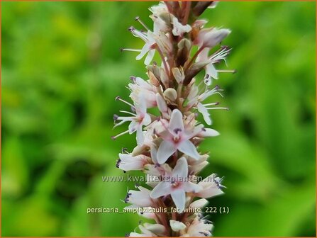 Persicaria amplexicaulis &#039;Fat White&#039; | Doorgroeide duizendknoop, Adderwortel, Duizendknoop | Kerzenkn&ouml;terich | Mount