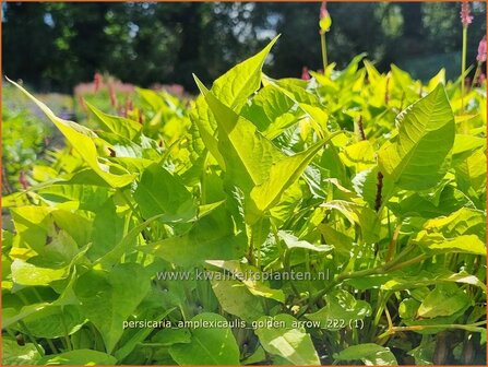 Persicaria amplexicaulis 'Golden Arrow' | Doorgroeide duizendknoop, Adderwortel, Duizendknoop | Kerzenkn&ouml;t