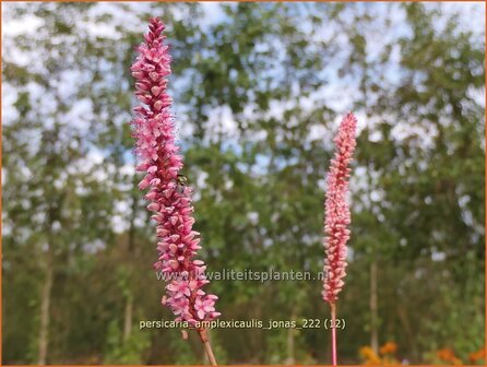 Persicaria amplexicaulis 'Jonas' | Doorgroeide duizendknoop, Adderwortel, Duizendknoop | Kerzenkn&ouml;terich |